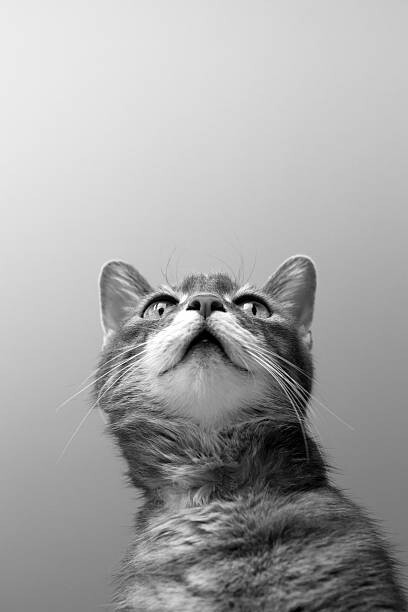Juliste a cat on grey background