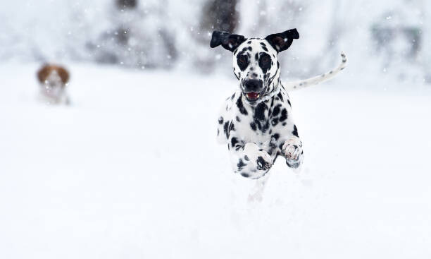 Juliste A dalmatian dog in the snow