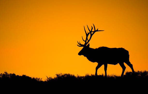 Juliste A large bull elk in silhouette