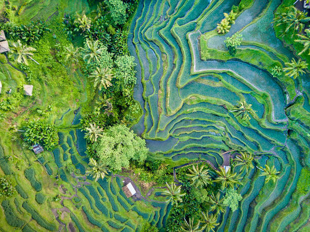 Juliste Aerial view of Rice Terrace in Bali Indonesia