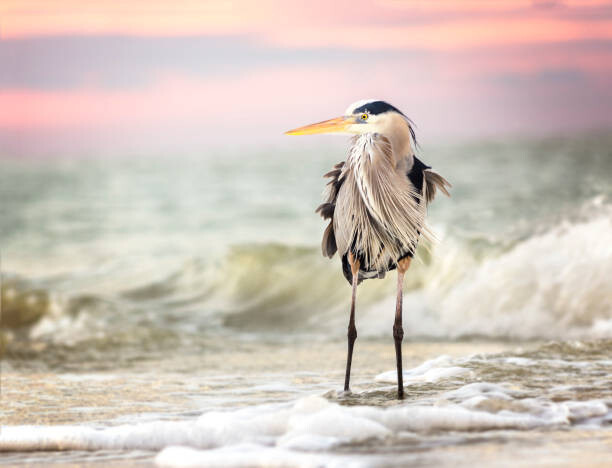 Juliste Amazing Great Blue Heron at Sunrise