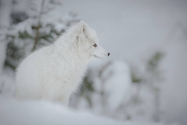 Juliste Arctic fox