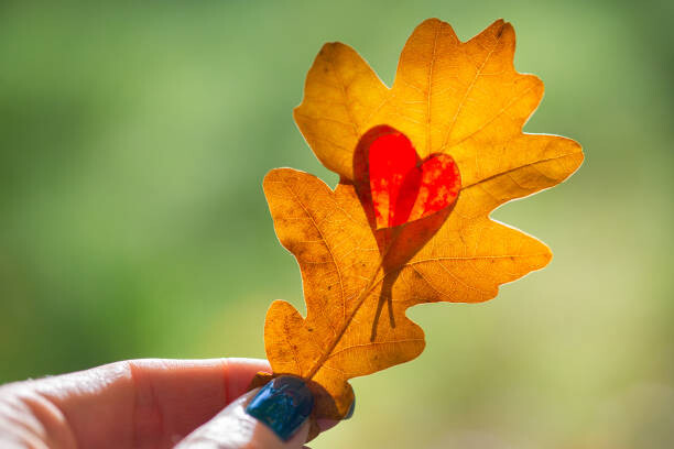 Juliste Autumn yellow leaf with cut heart in a hand