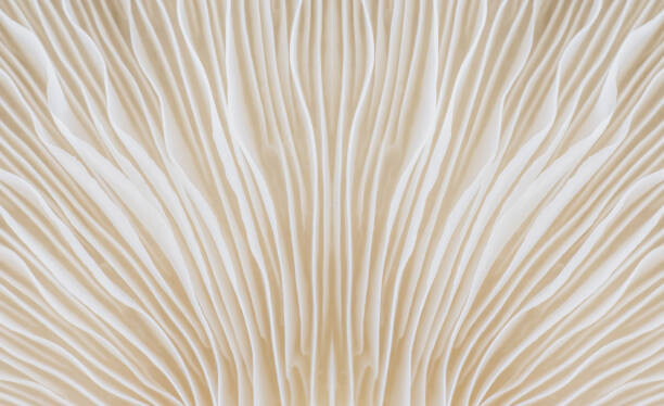 Juliste background macro image of Sajor-caju Mushroom