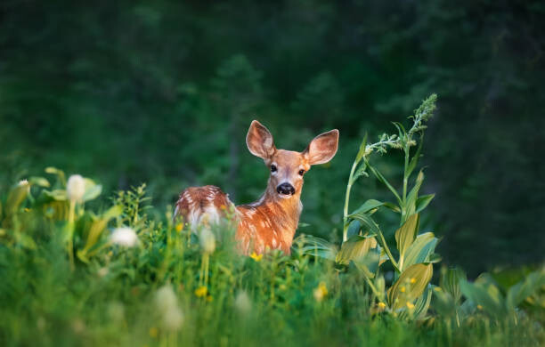 Juliste Bambi Deer Fawn