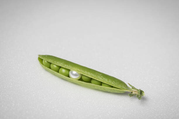Juliste Bead in half-open peas pod, Montargis, France.