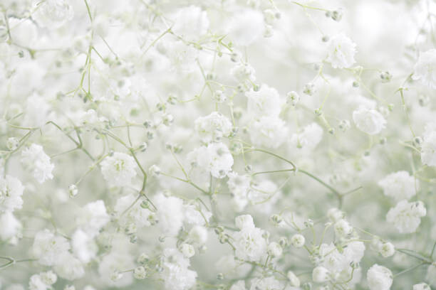 Juliste beautiful flowers Gypsophila