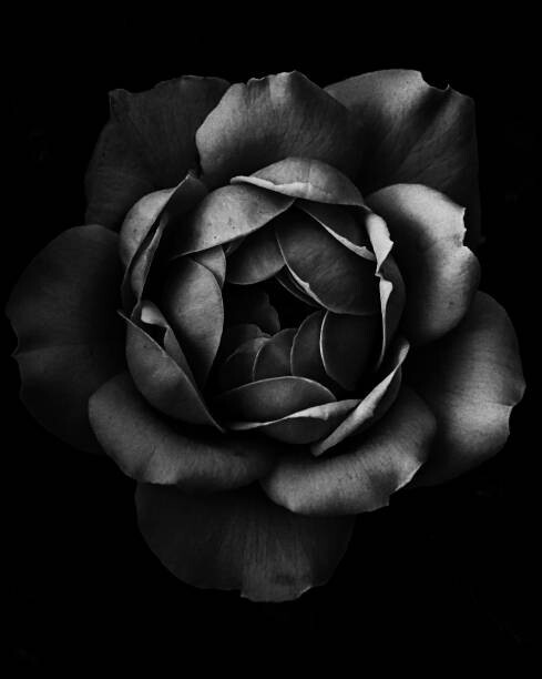 Juliste Black and white close up of garden rose
