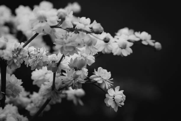 Juliste Black and White Photographs