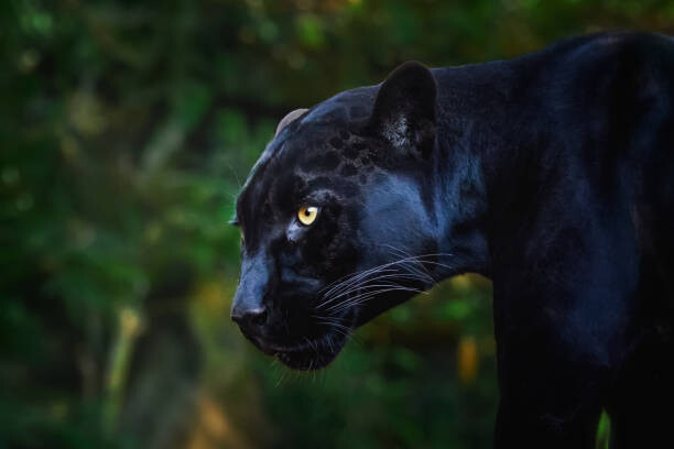 Juliste Black Jaguar (Panthera onca) - Melanistic Feline