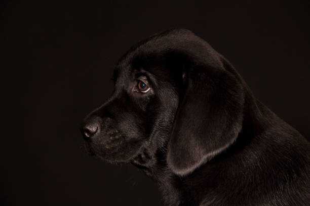 Juliste black Labrador Retriever puppy