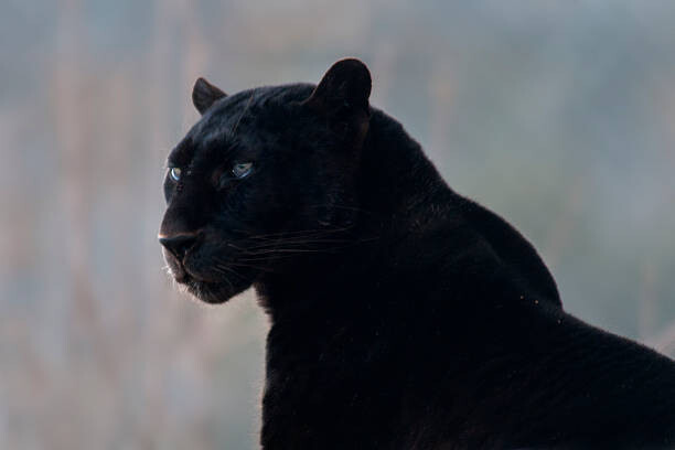 Juliste Black leopard (Panthera pardus)