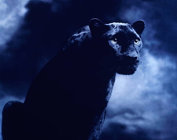 Juliste Black panther against dark background, studio shot