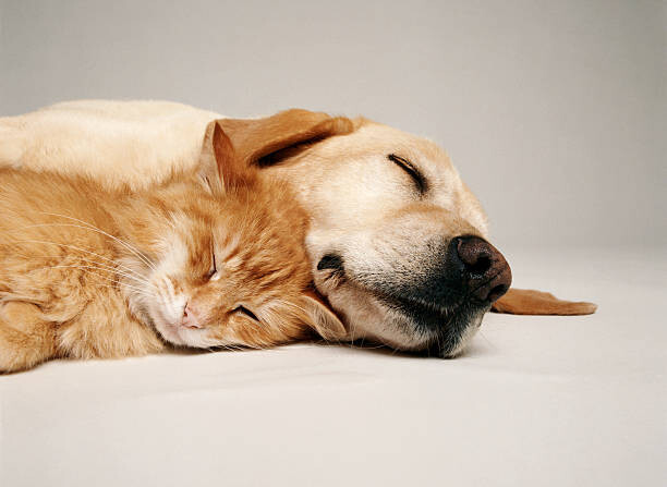 Juliste CAT AND DOG TOGETHER