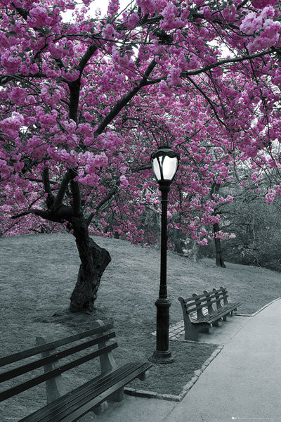 Juliste Central Park - blossom