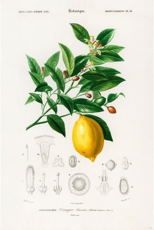 Juliste Charles Dessalines d’Orbigny - Citrus Limonium