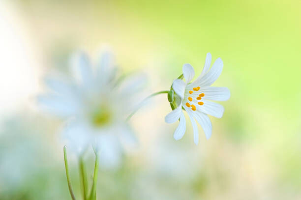 Juliste Close-up image of the spring flowering