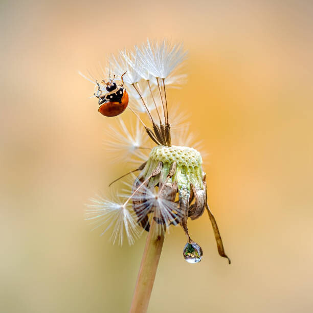 Juliste Close-up of insect on flower,California,United States,USA