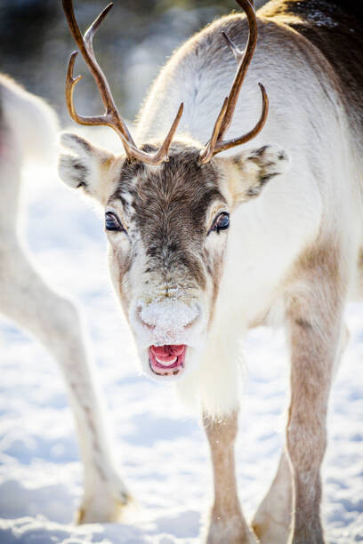 Juliste Close up of reindeer in the snow, Swedish Lapland
