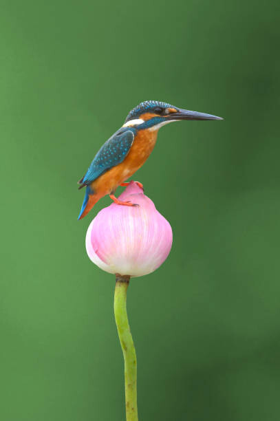 Juliste Common Kingfisher perched on a lotus flower