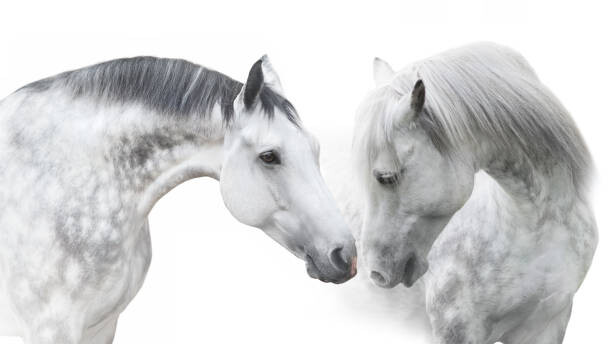 Juliste Couple  horse portrait on white