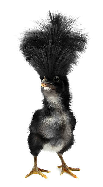 Juliste Crazy black chick with ridiculous hair