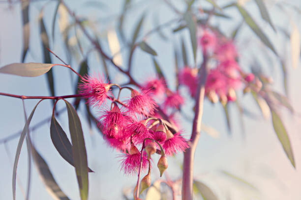Juliste Crimson eucalyptus flowers bursting into bloom