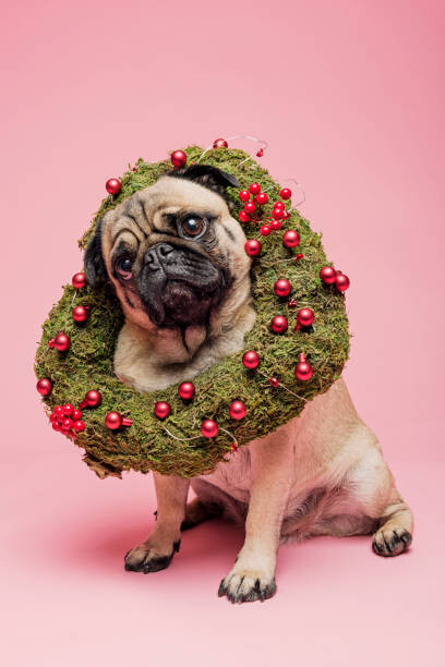 Juliste Cute Tan Coloured Pug Wearing a Christmas Wreath