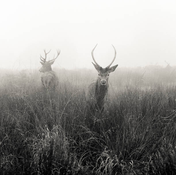 Juliste Deer  in foggy meadow, London,