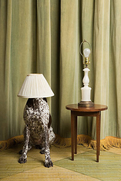 Juliste Dog with a lampshade on its head