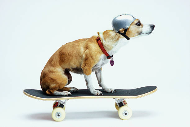 Juliste Dog with Helmet Skateboarding