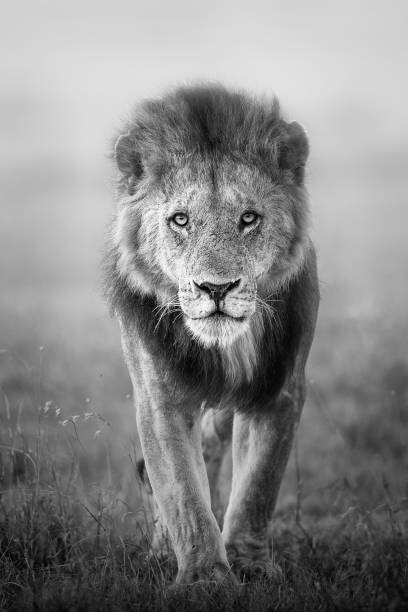 Juliste Face to Face with Male Lion