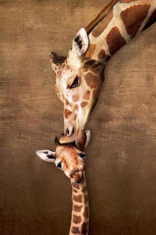 Juliste Giraffe Mother's Kiss