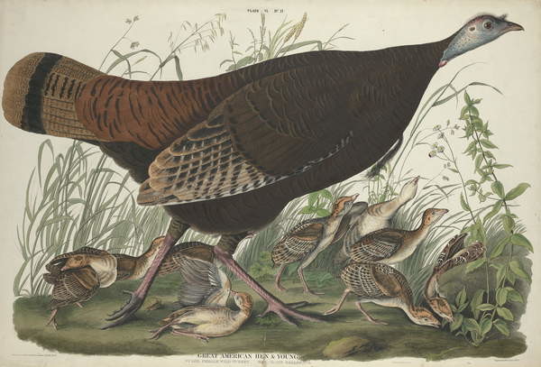 Juliste Great American Hen and Young, 1827