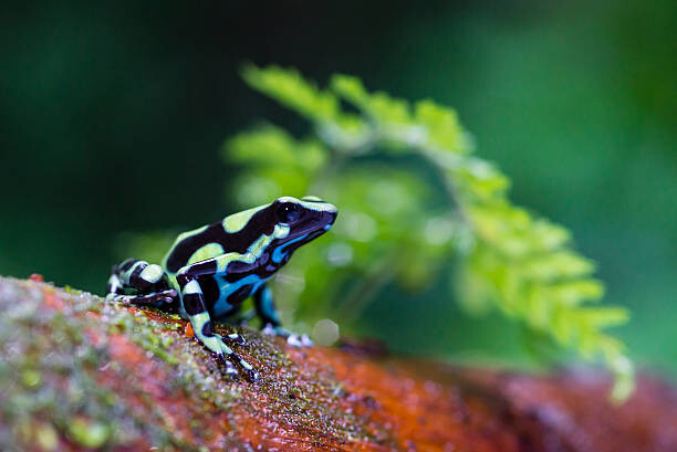 Juliste Green and black poison dart Frog,