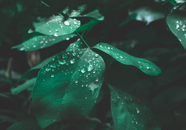 Juliste Green leaf with dew on dark nature background.