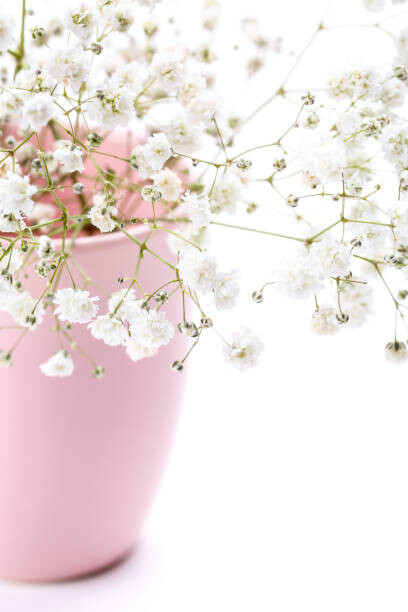 Juliste Gypsophila flowers in pink vase on