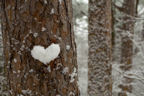 Juliste heart made of snow on a tree trunk