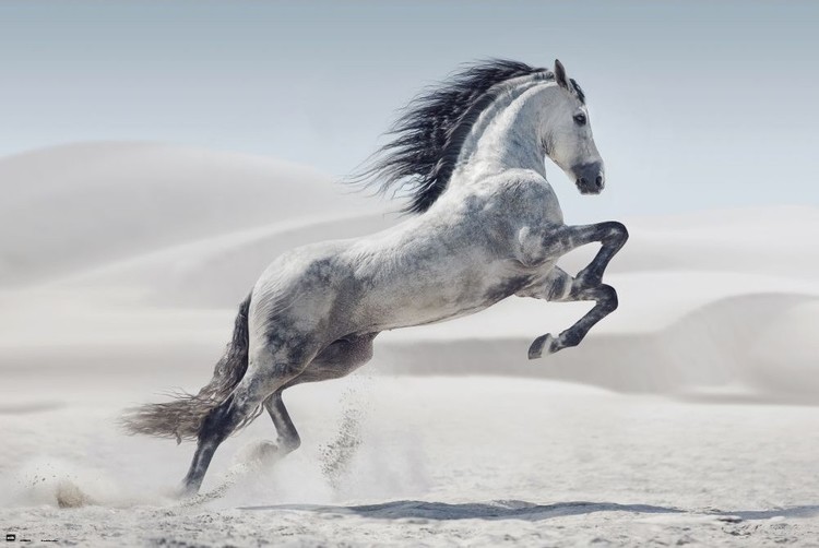 Juliste Hevonen - Andaluz