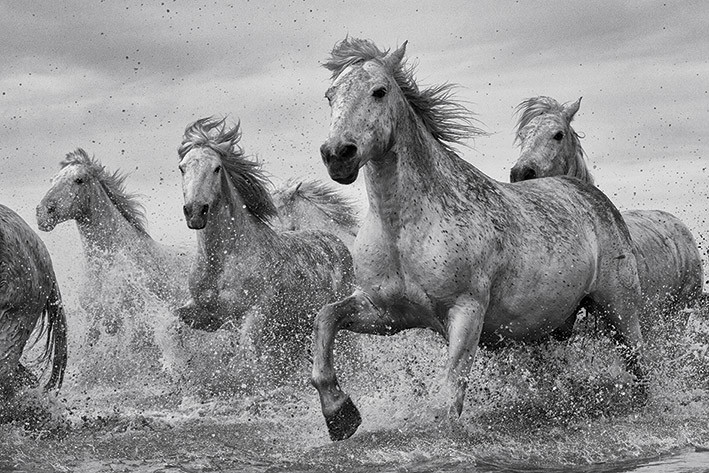Juliste Hevoset - Camargue Horses
