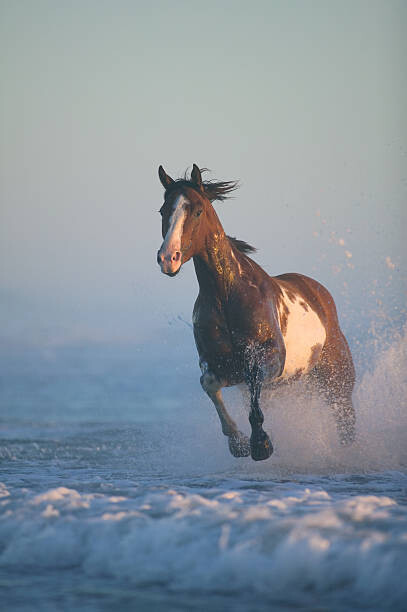 Juliste Horse  running through surf, evening