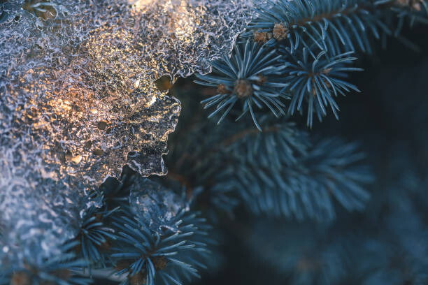 Juliste Illuminated Christmas tree at cold winter evening