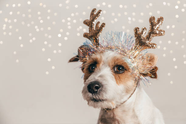 Juliste Jack Russell dog wearing reindeer antlers