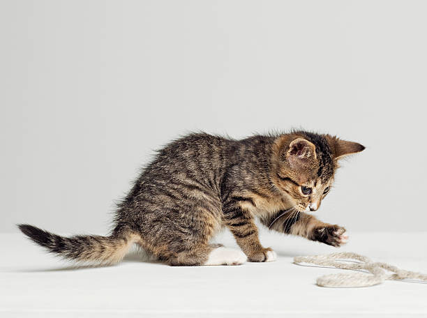 Juliste Kitten playing with string, side view, studio shot