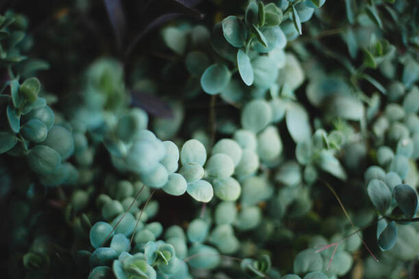 Juliste Leaf background