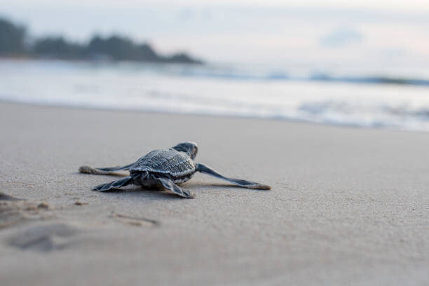 Juliste Leather back turtle babies are released