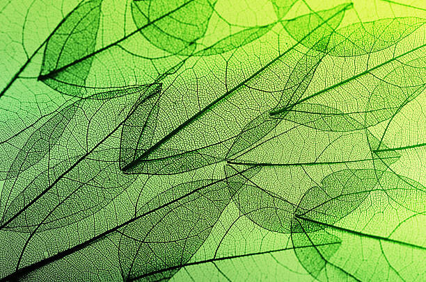 Juliste leaves skeleton background