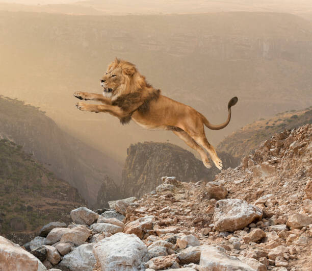 Juliste Lion jumping on mountain