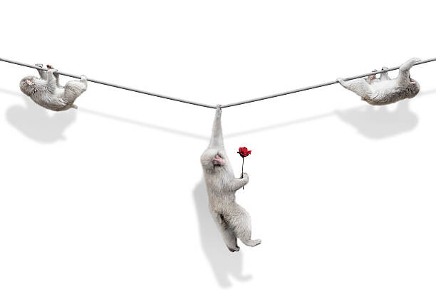 Juliste male monkey is rejected by a female monkey