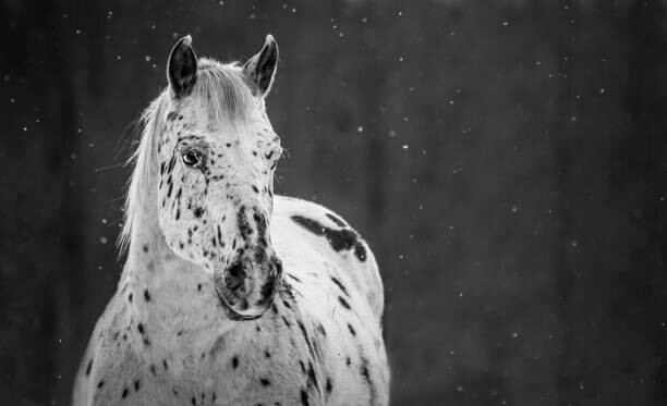 Juliste Midnight Snow